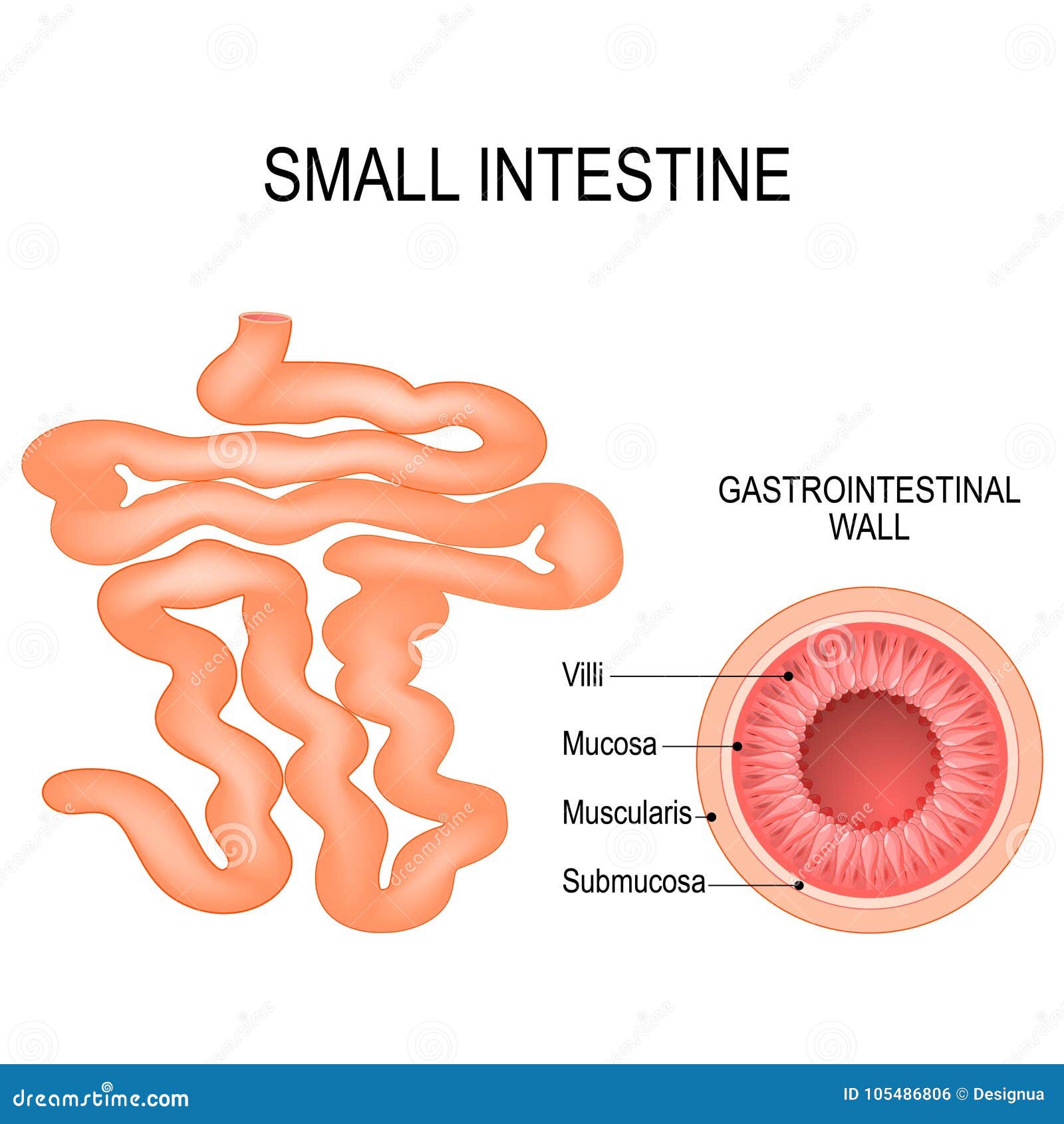 Diagram Of Intestines Human