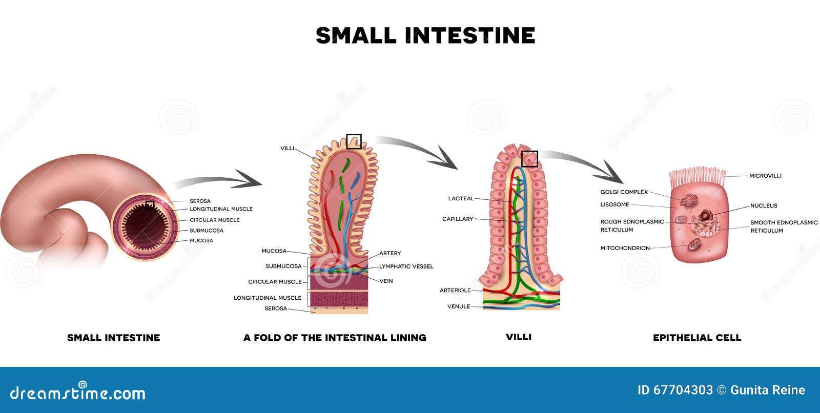 small intestine lining