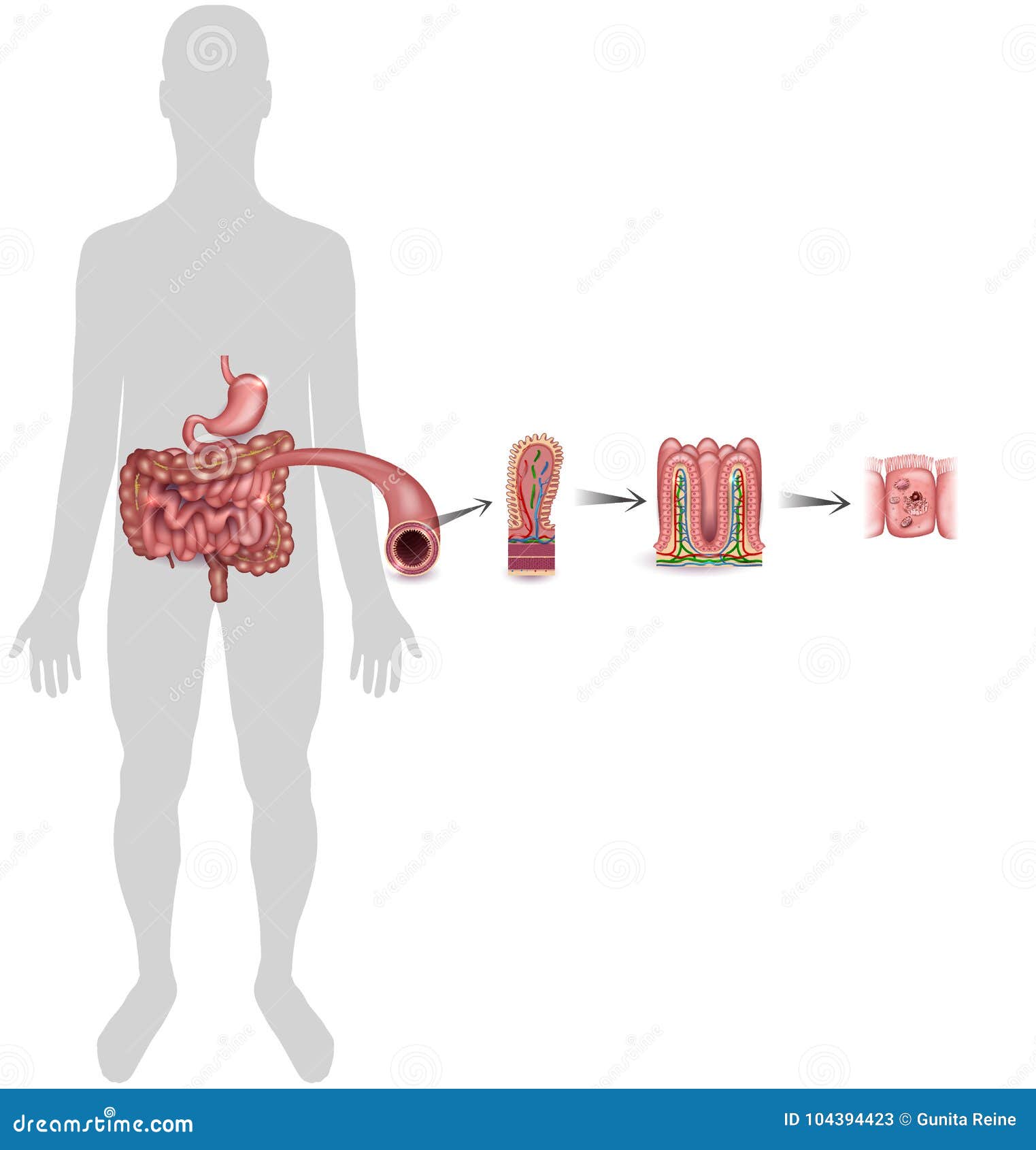 Microvilli Cartoons, Illustrations & Vector Stock Images Biology Diagrams