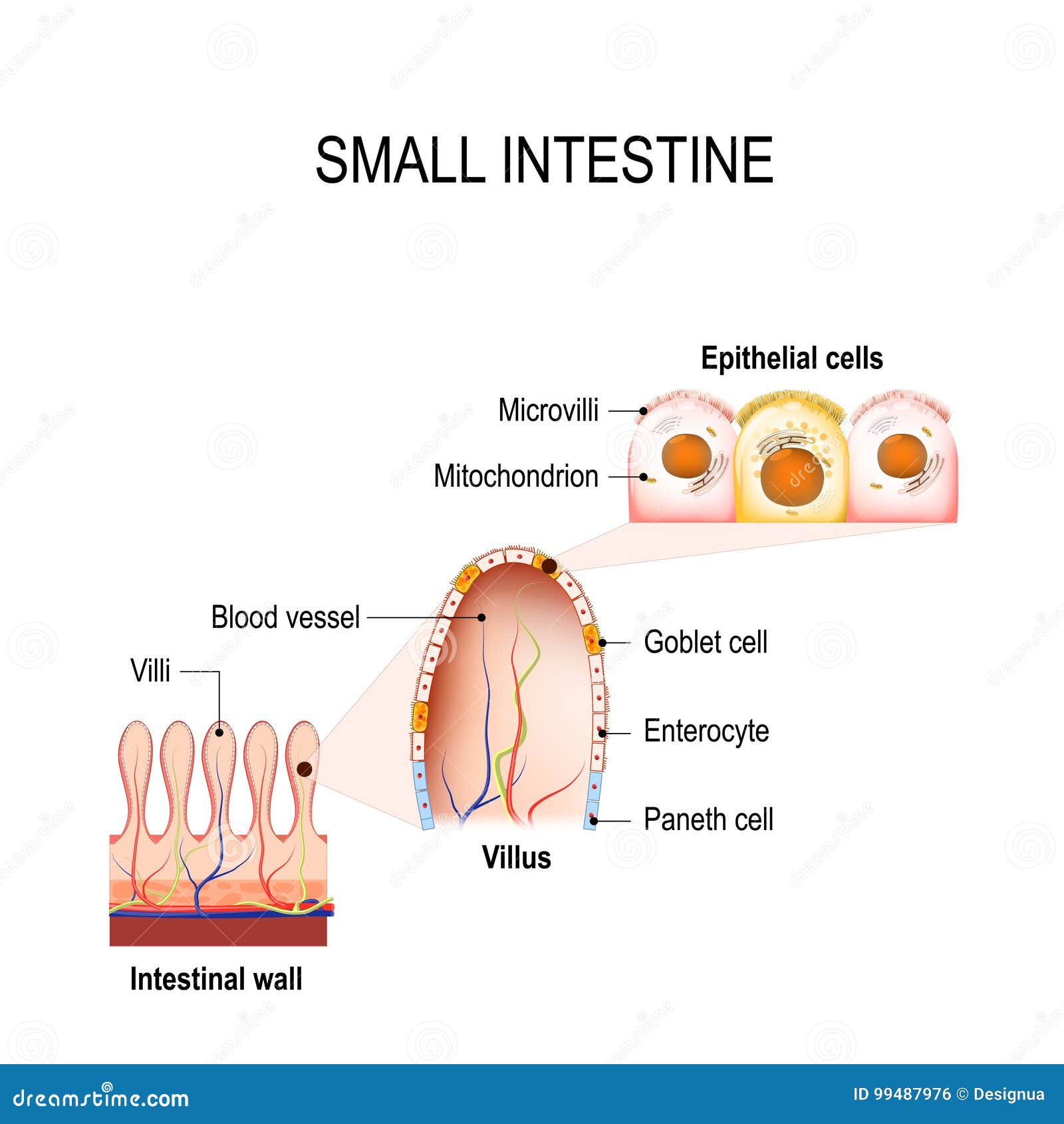 small intestine with villi and epithelial cells