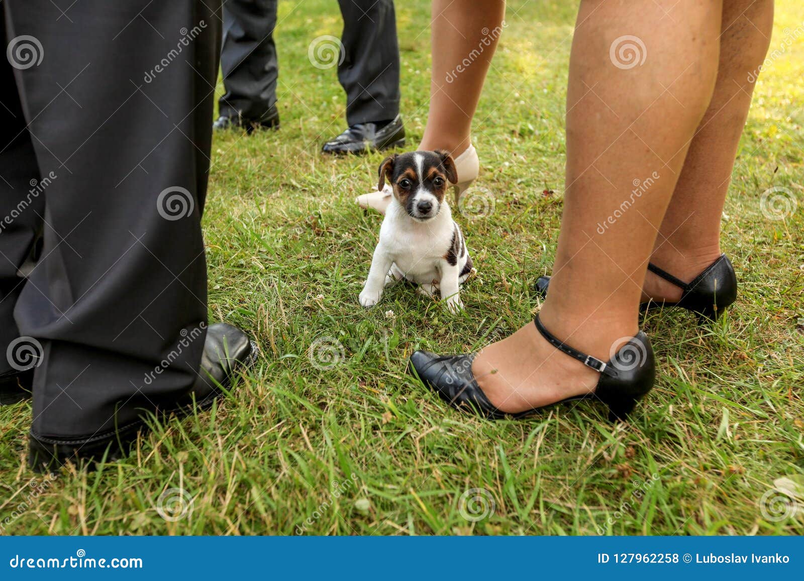 jack russell shoes