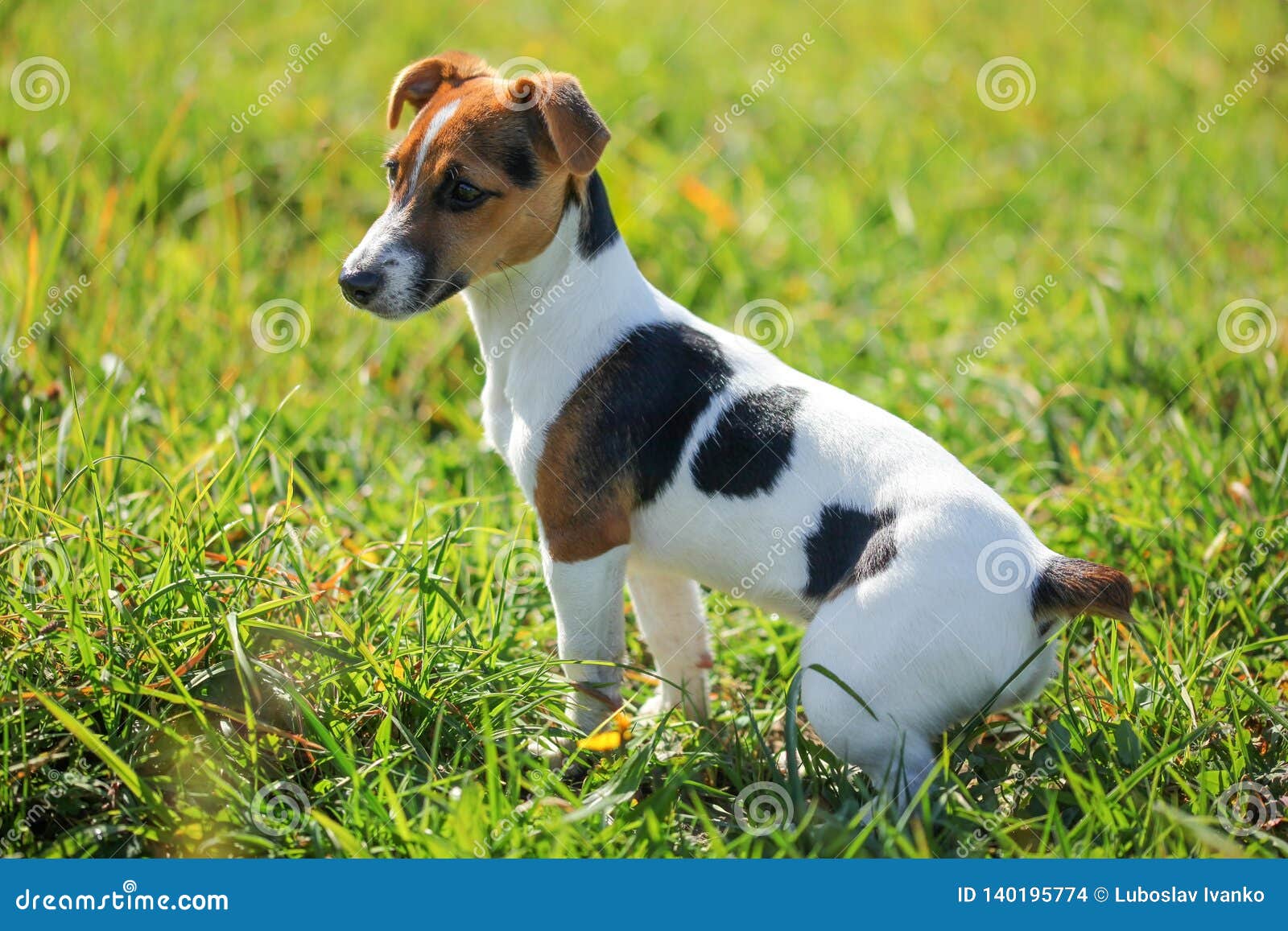 Small Jack Russell Terrier Sitting in the Low Grass, Sun Shining on Her, Side View Stock Photo