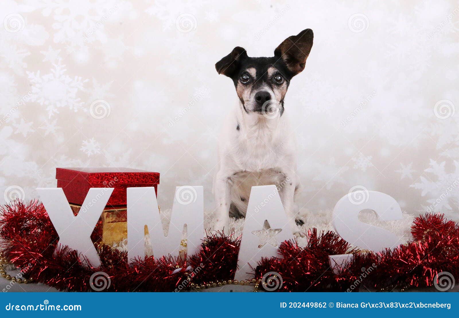 Small Jack Russell Terrier is Sitting in the Studio Witch Christmas