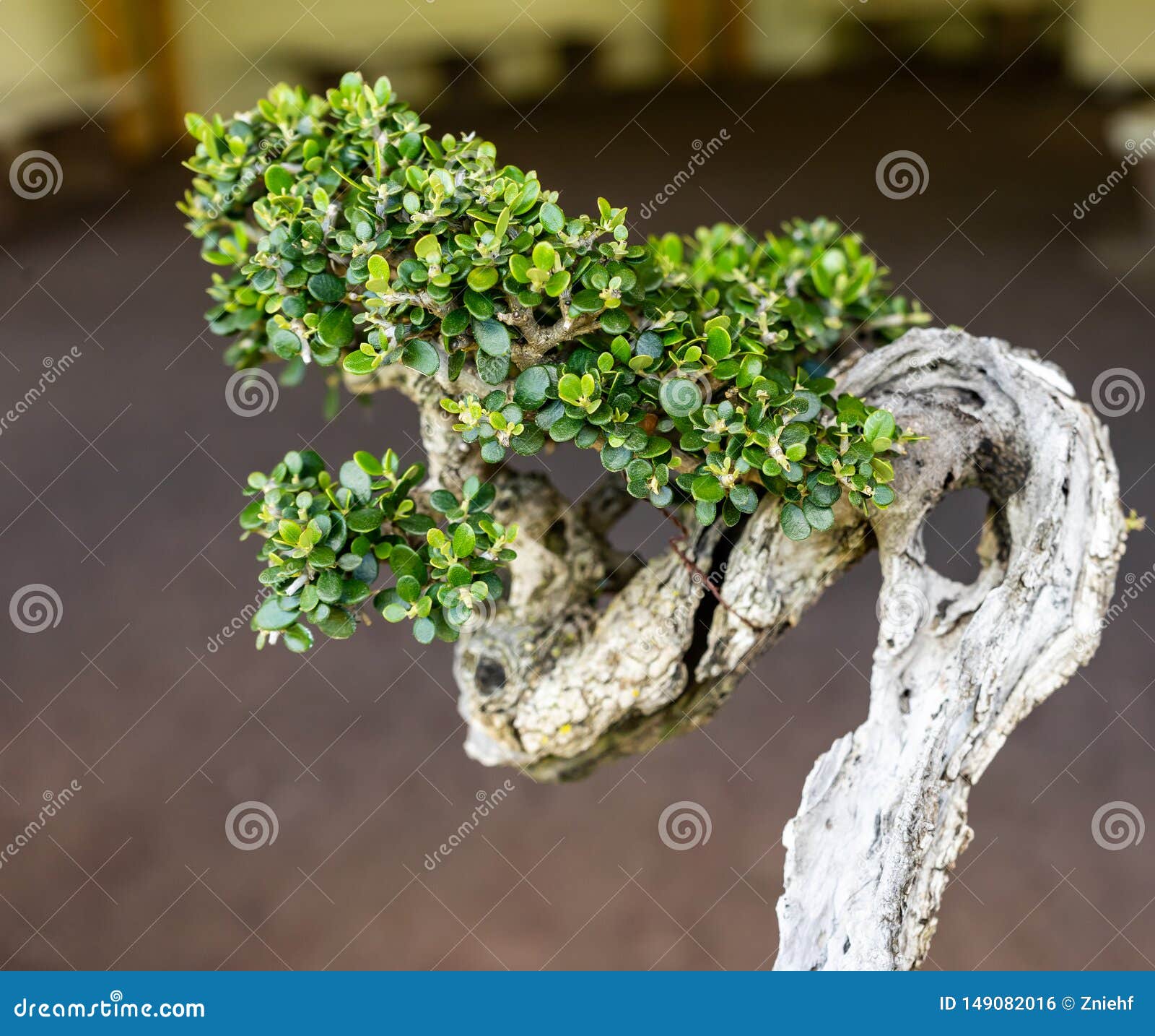 Small Japanese Bonsai Tree with an Age of 30 Years, Tree Stock Photo
