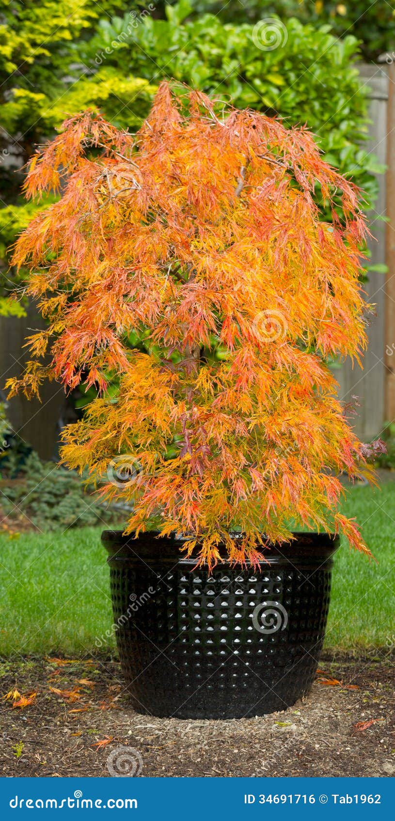 Small Japanese Maple In Pot During Autumn Season Royalty 