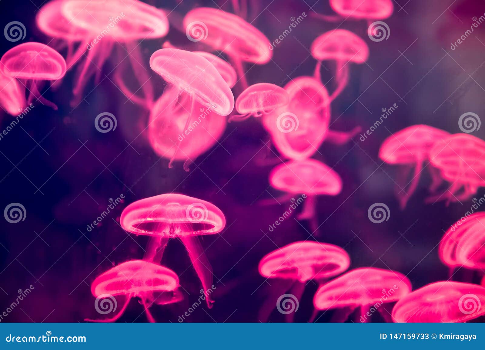 Small Jellyfish Pink Glow Light Effect Stock Image Image of