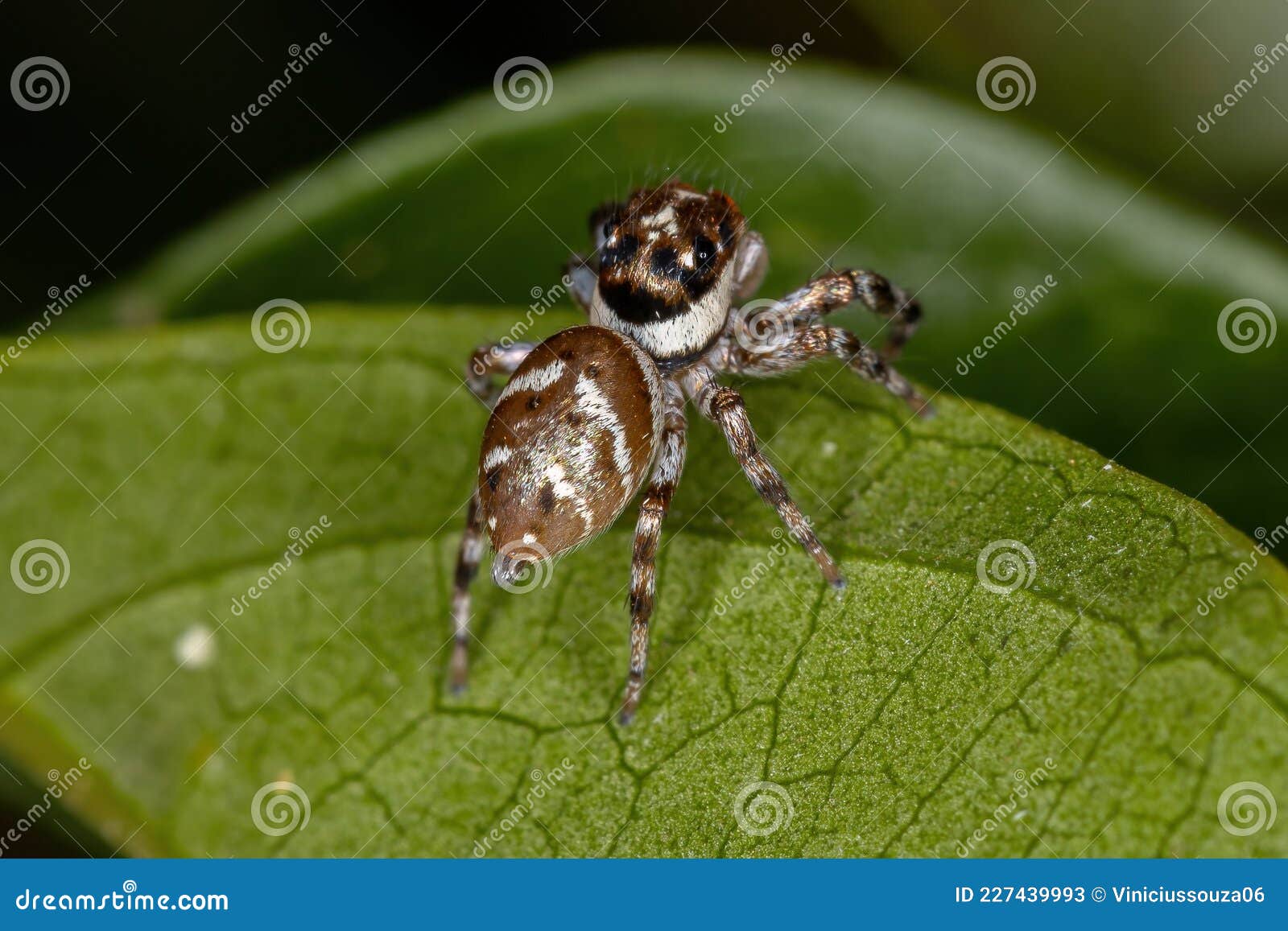 Small Jumping Spider stock image. Image of animal, arachnid - 227439993