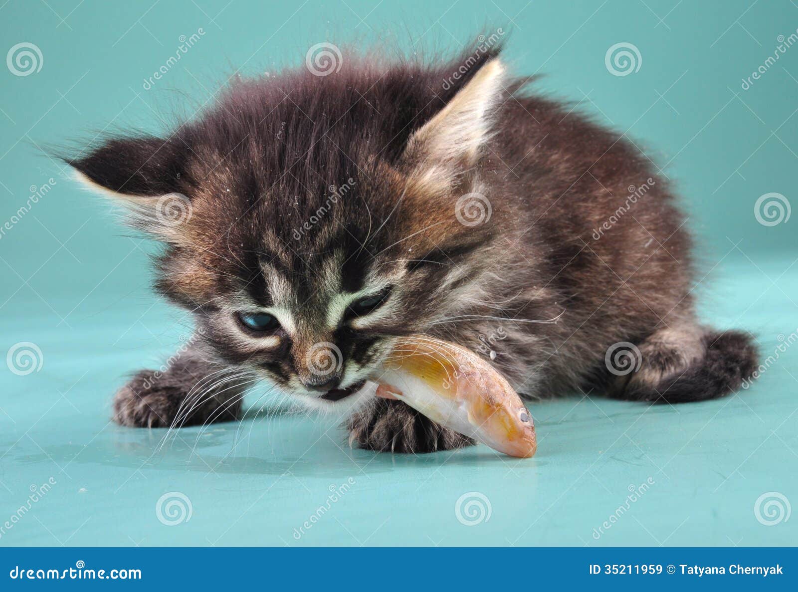 small kitten eats a fish