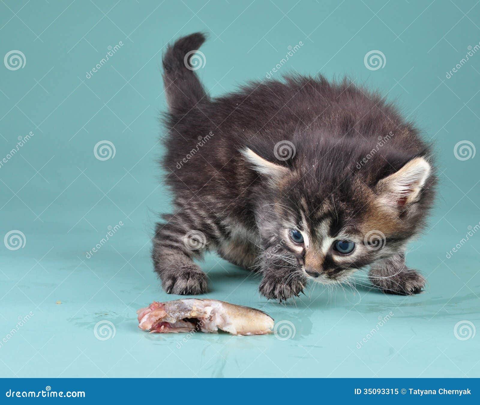 fish for kittens