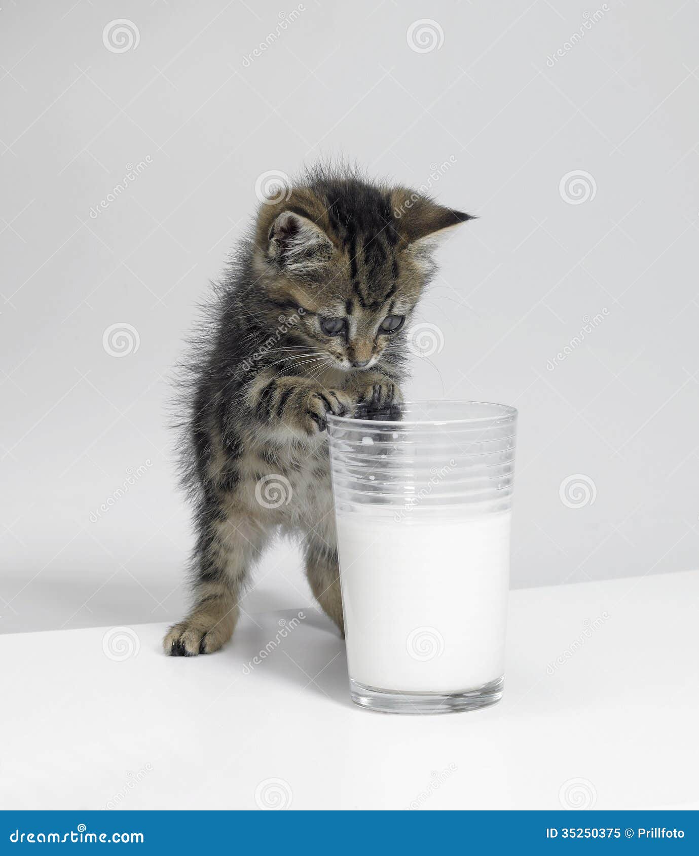 Small Kitten and a Glass of Milk Stock Image Image of milk, feeding