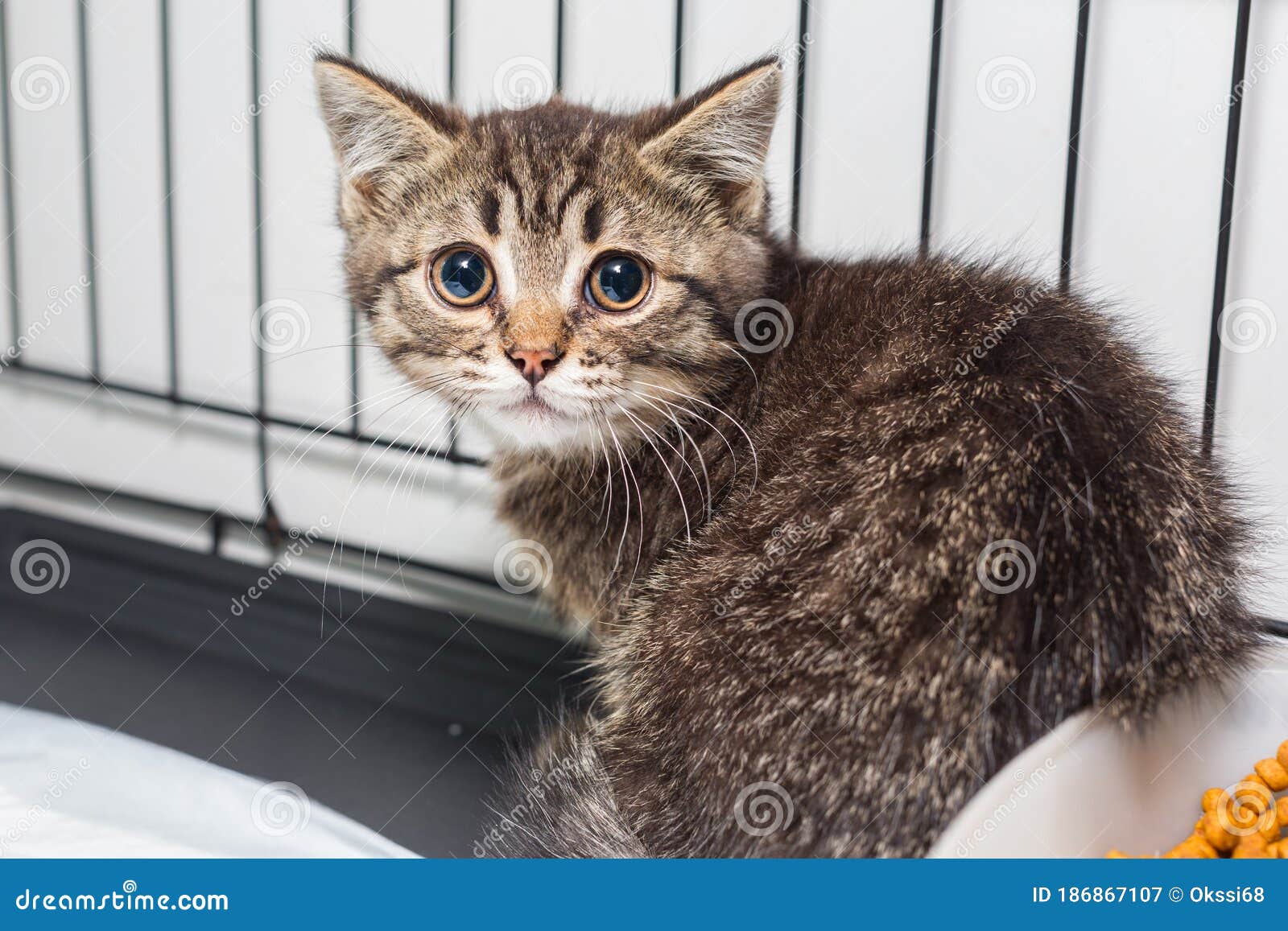 Small Kitten in a Shelter Cage Stock Image Image of humane, mammal