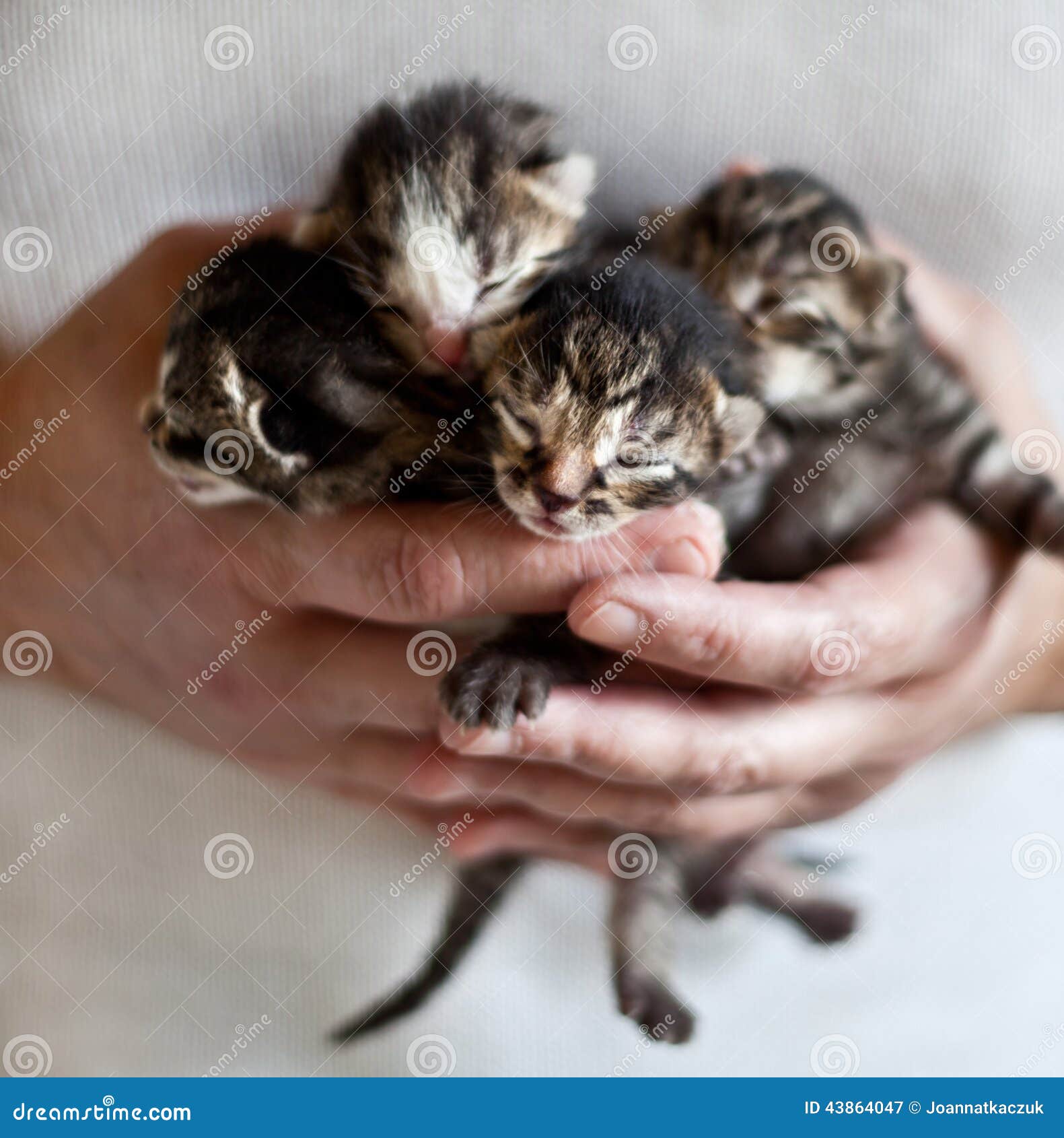 Small Kittens Stock Image Image Of Small Hands Kitten 43864047