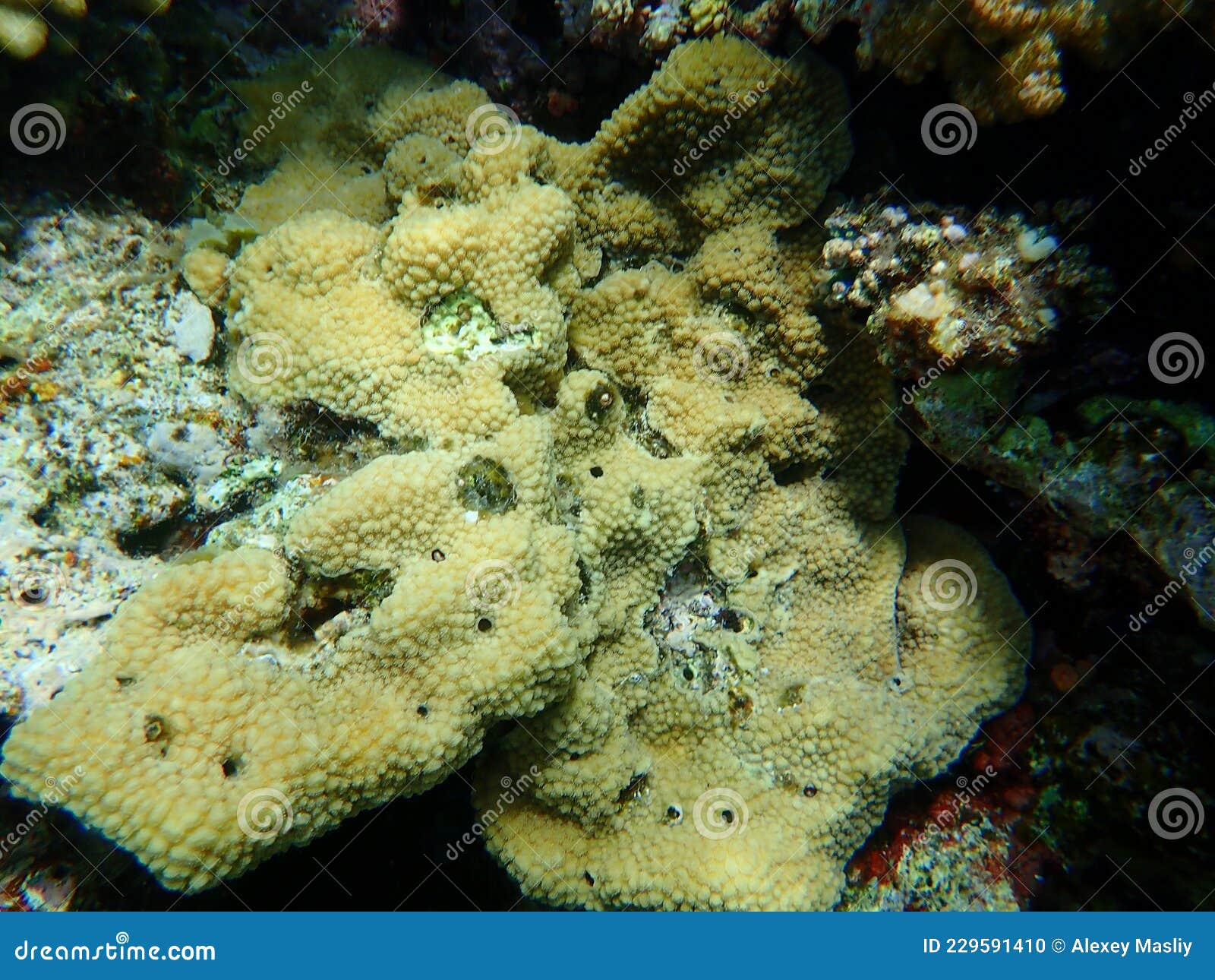 Small Knob Coral Plesiastrea Versipora Undersea, Red Sea, Egypt, Sinai ...