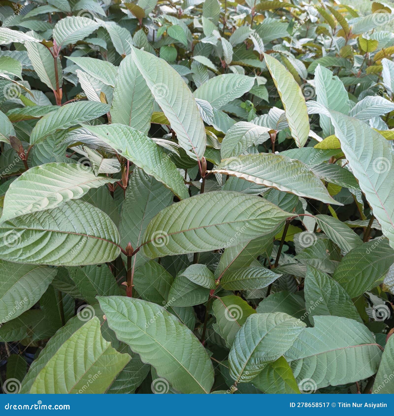 Small Kratom Trees in the Kratom Nursery Stock Image Image of tree
