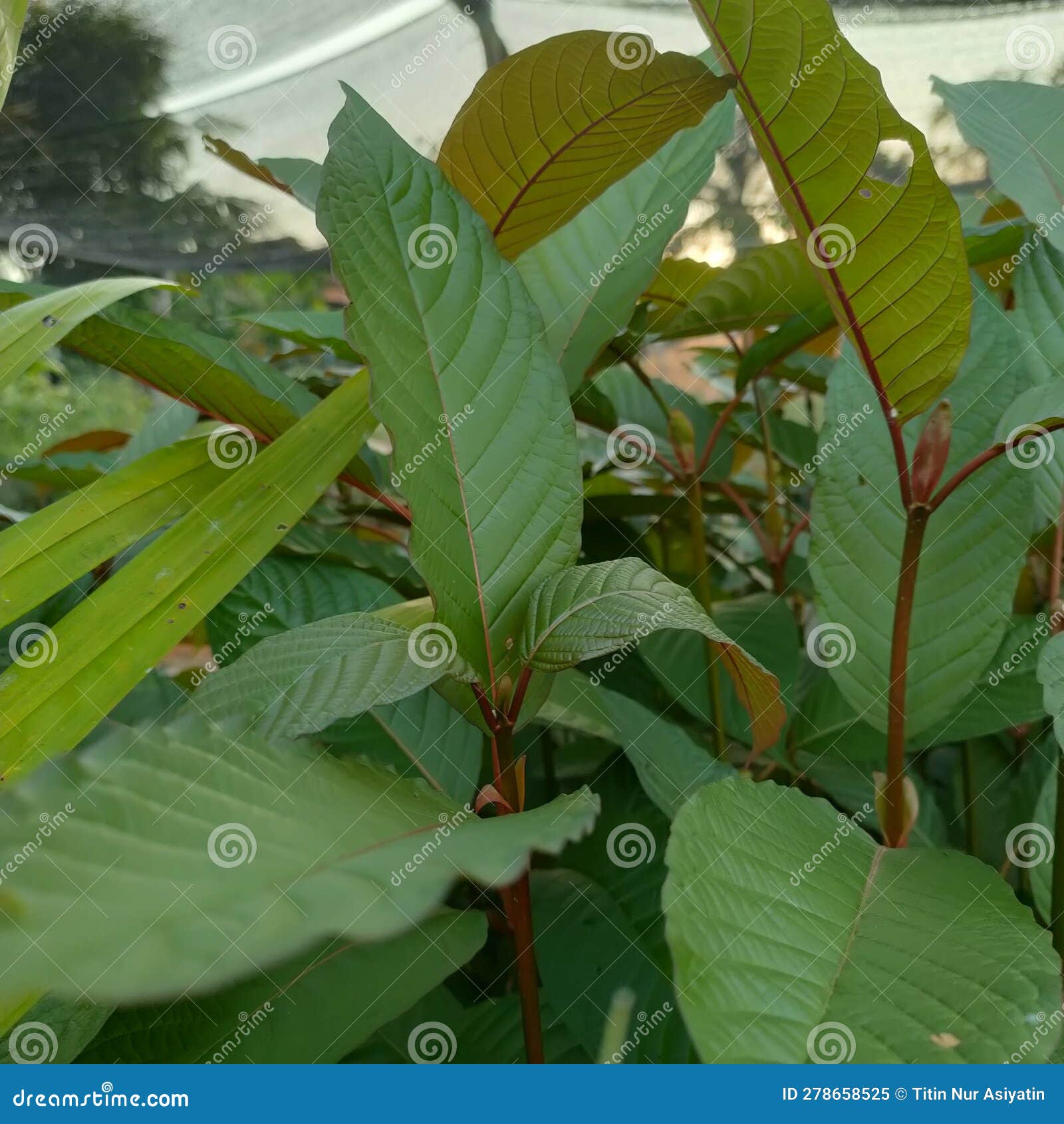 Small Kratom Trees in the Kratom Nursery Stock Image Image of natural