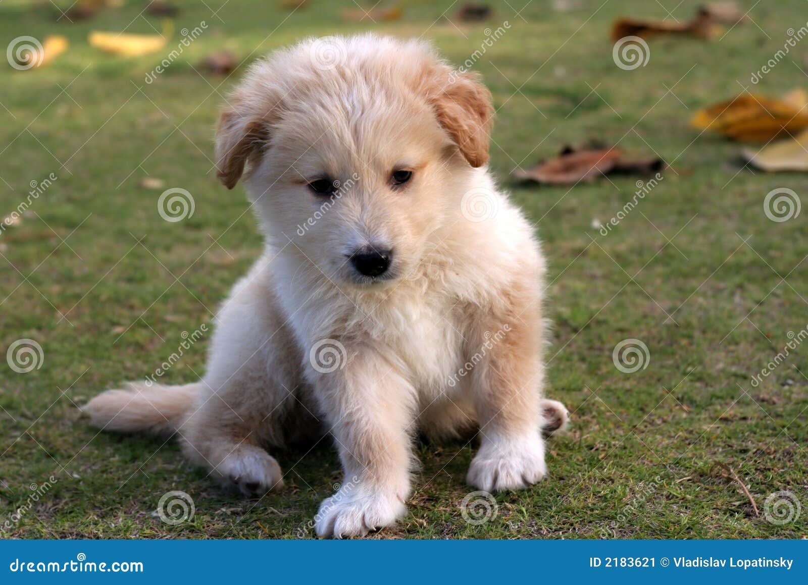 Small labrador puppy stock image. Image of outdoors, canine 2183621