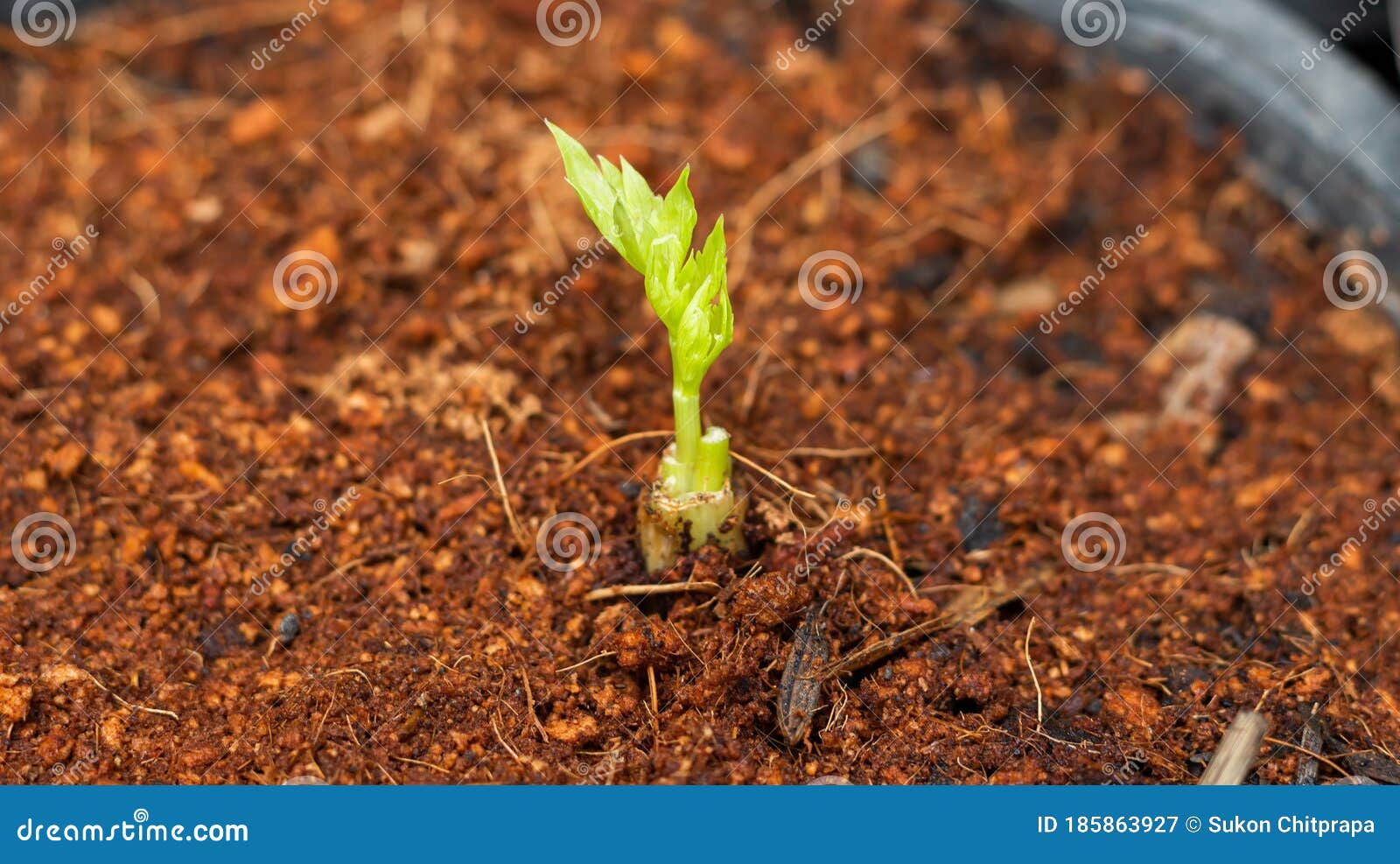 Small Large Coriander Germinate from Large Coriander after Cooking