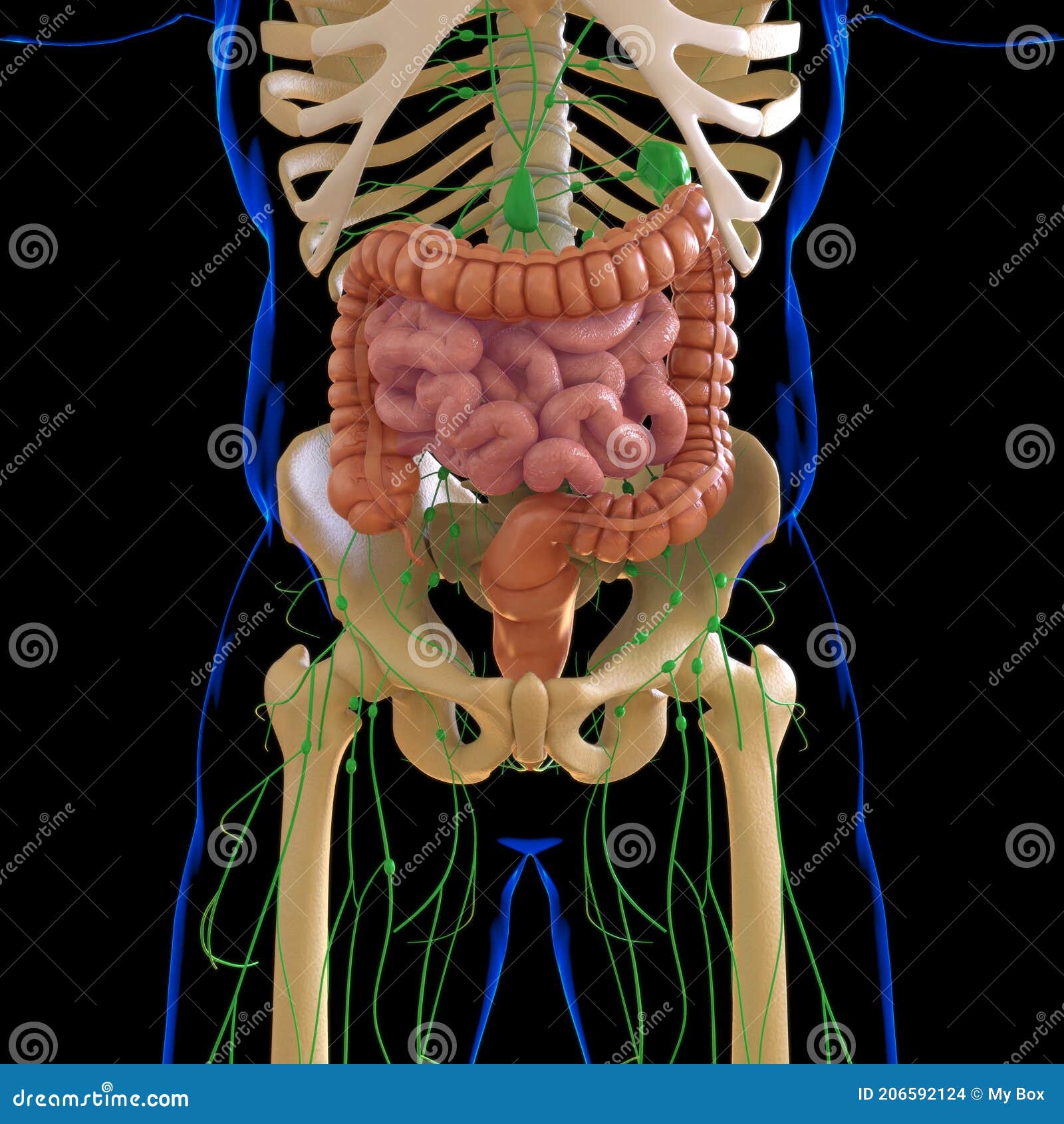 The Large Intestine: Anatomy and 3D Illustrations