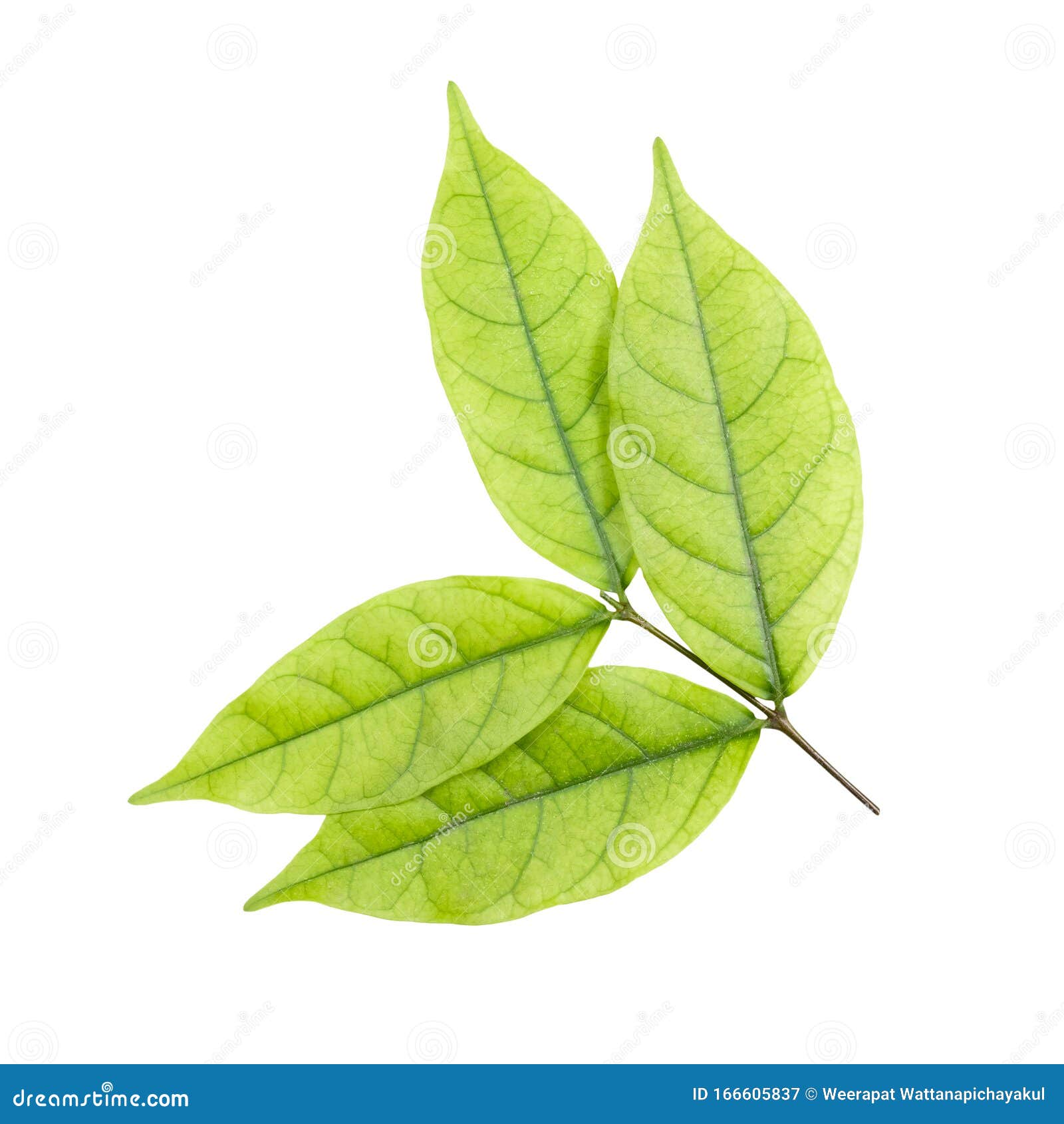 small leaf and limb mok tree
