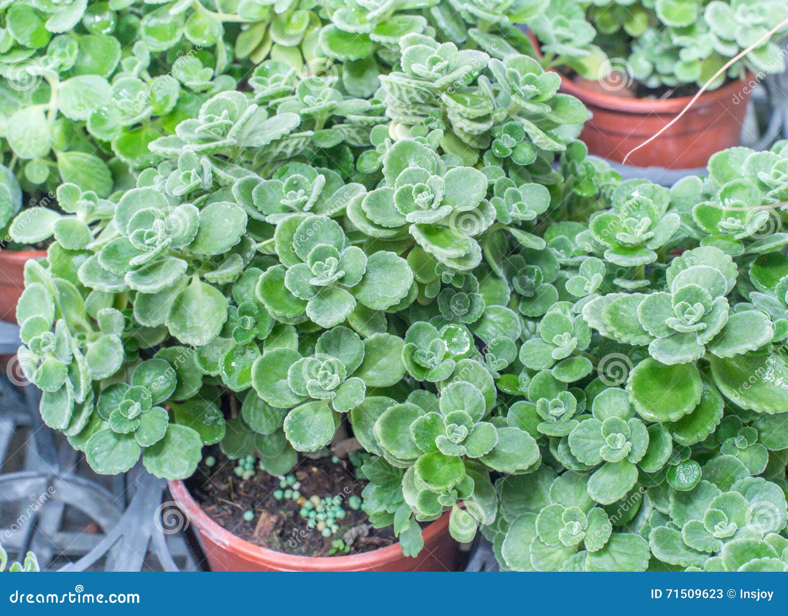 Smallleaf Mexican Mint(Plectranthus Socotranum) Stock Image Image of