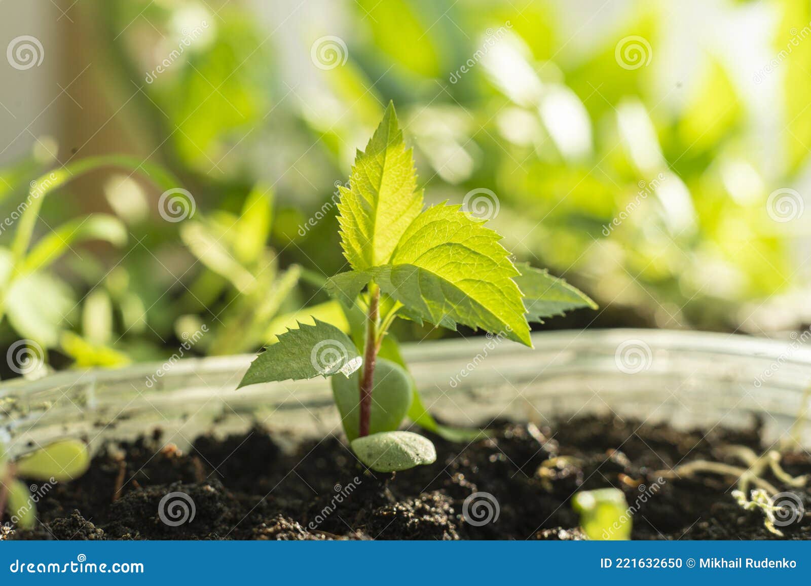 A Small Leaf Sprout of the Plant, Growing New Life Stock Photo Image