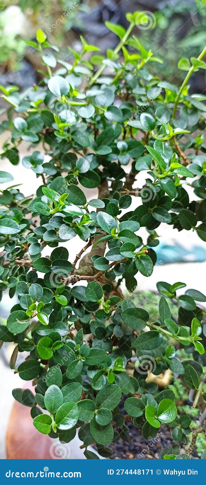 Small leafy plants stock image. Image of leaf, herb 274448171