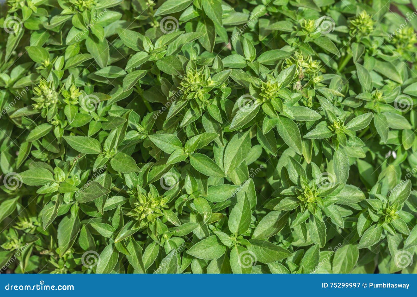 Small Leaves of Basil Plant Background Texture Stock Image Image of