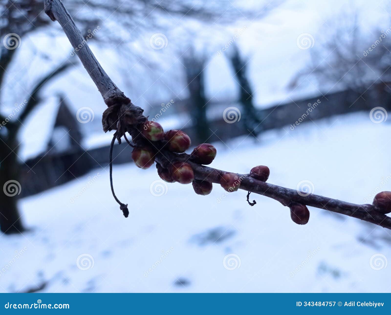 small leaves in burgeons are growing on thin cherry twig . in winter, cherry shoots against the background of snow . thin twig of