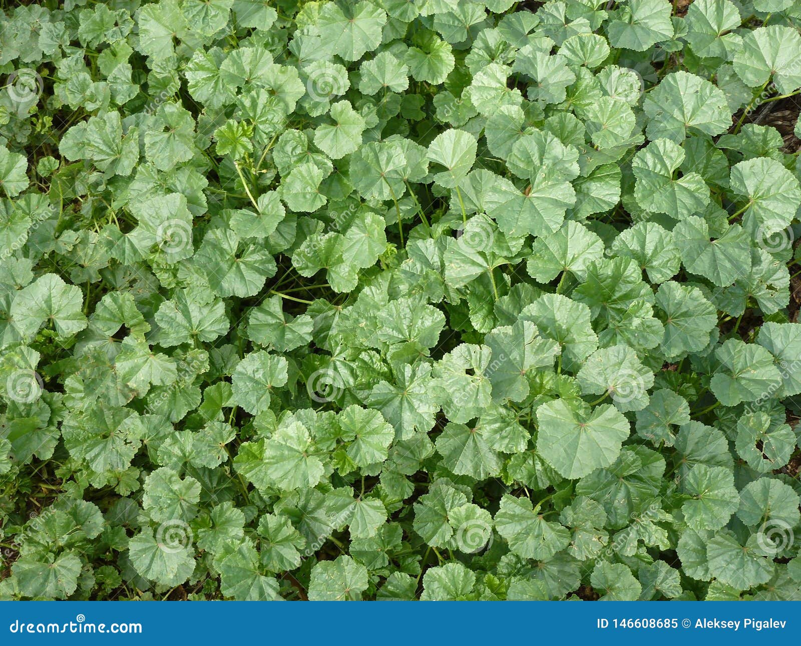 Single-color Green Carpet of Small Leaves Stock Image - Image of