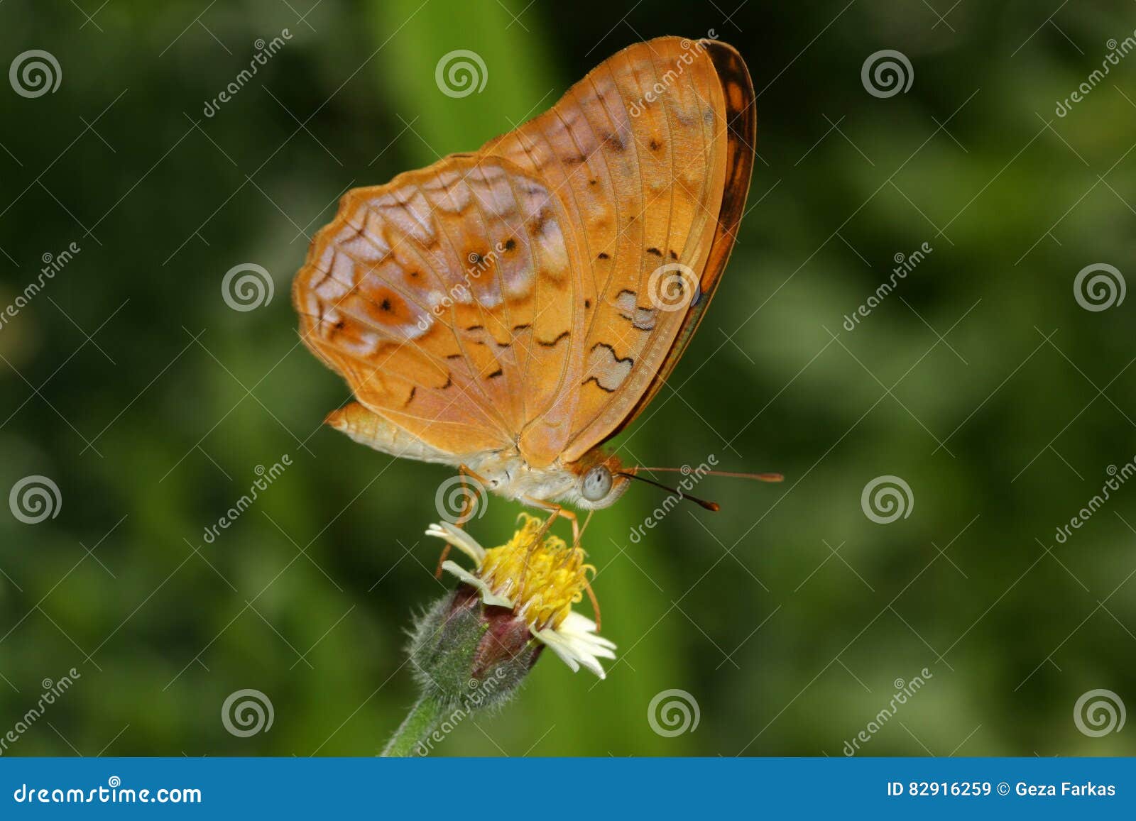 small leopard, phalanta alcippe alcippoides butterfly
