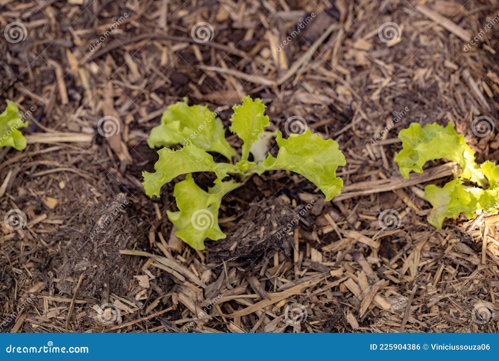 Small lettuce seedlings stock photo. Image of grow, gardening 225904386