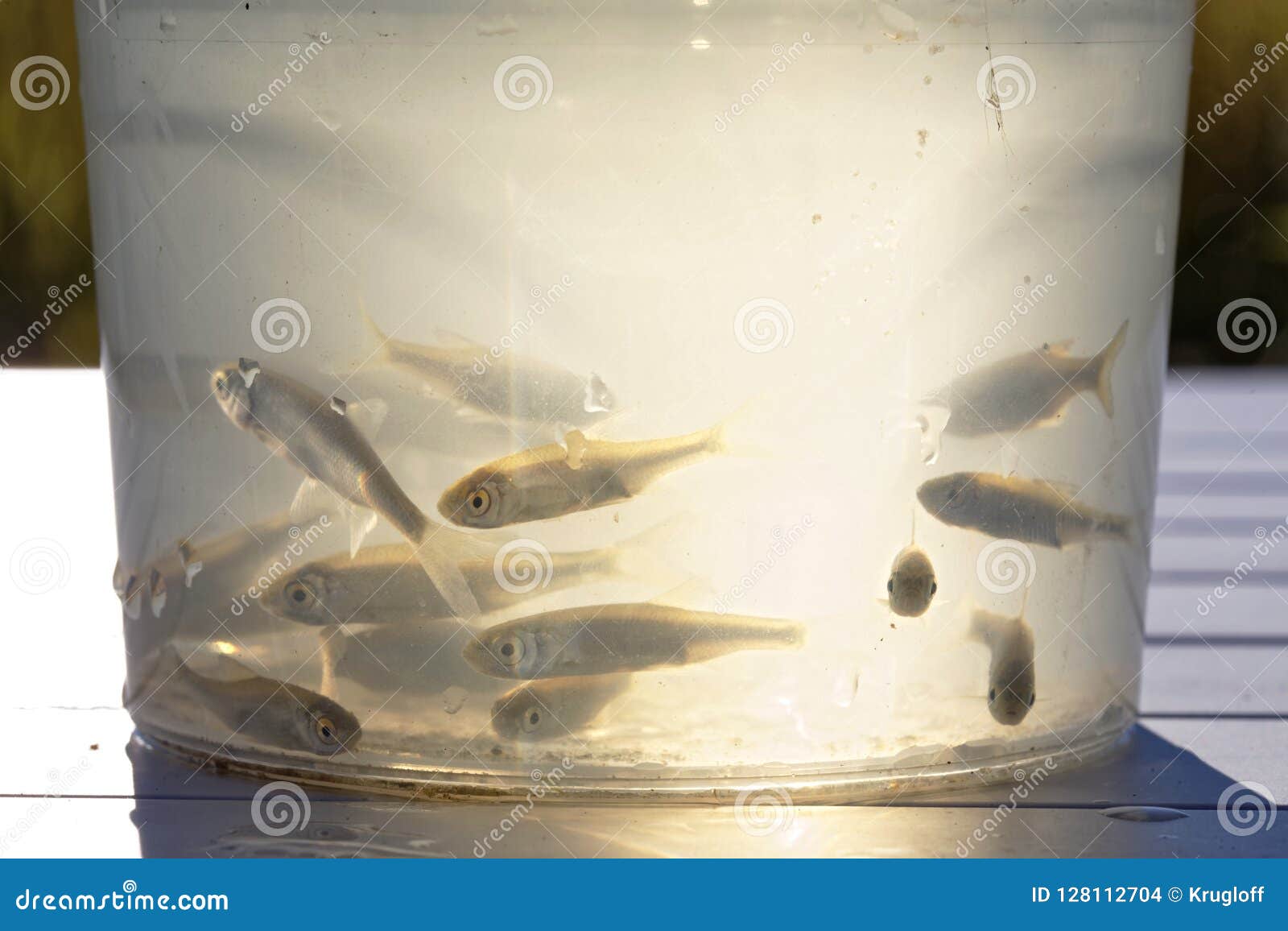 Small Live Minnows As Bait for Predatory Fish Stock Photo - Image