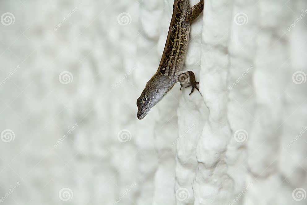 Small Lizard Rests Upside Down on a Wall Stock Photo Image of green, exotic 155542686