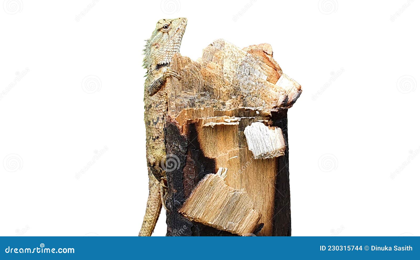 lizard on the tree  on white background