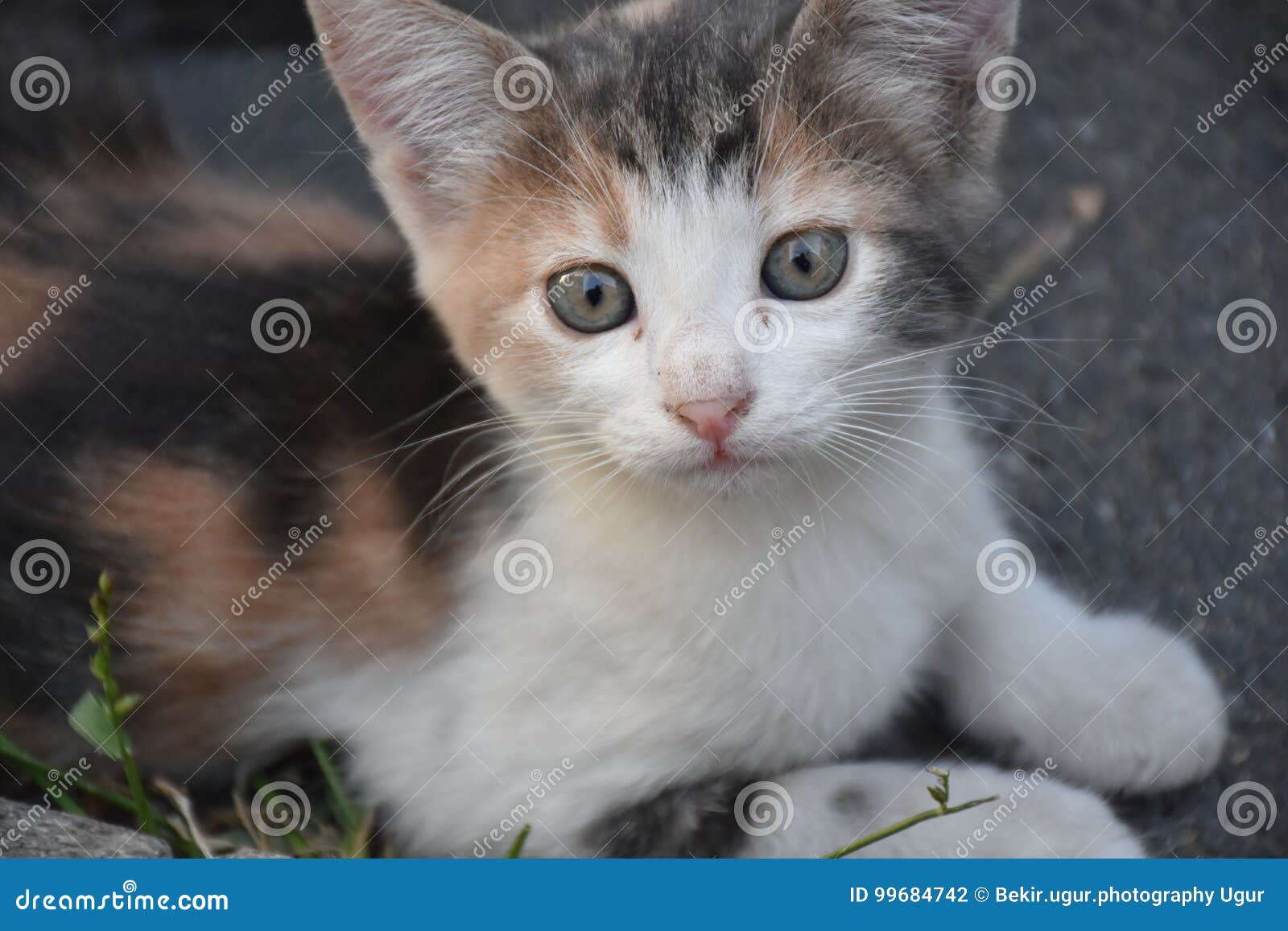 a small lovely kitten