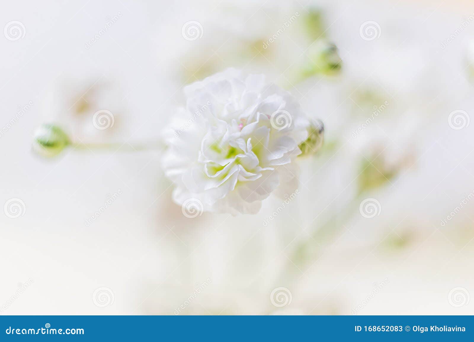 204,844 Small White Flowers Stock Photos - Free & Royalty-Free Stock Photos  from Dreamstime