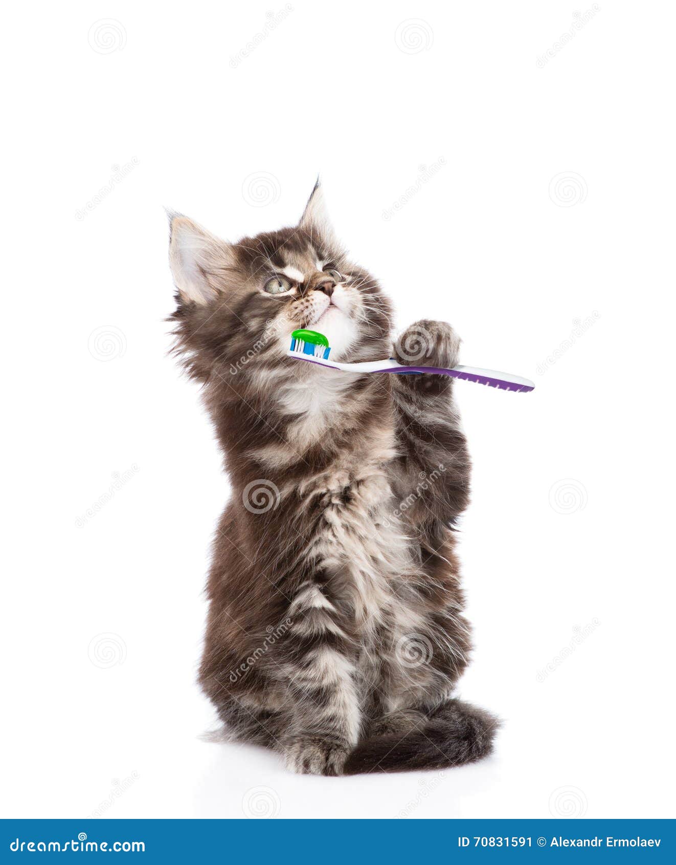 Small Maine Coon Cat with Toothbrush, . Isolated on White Stock Image