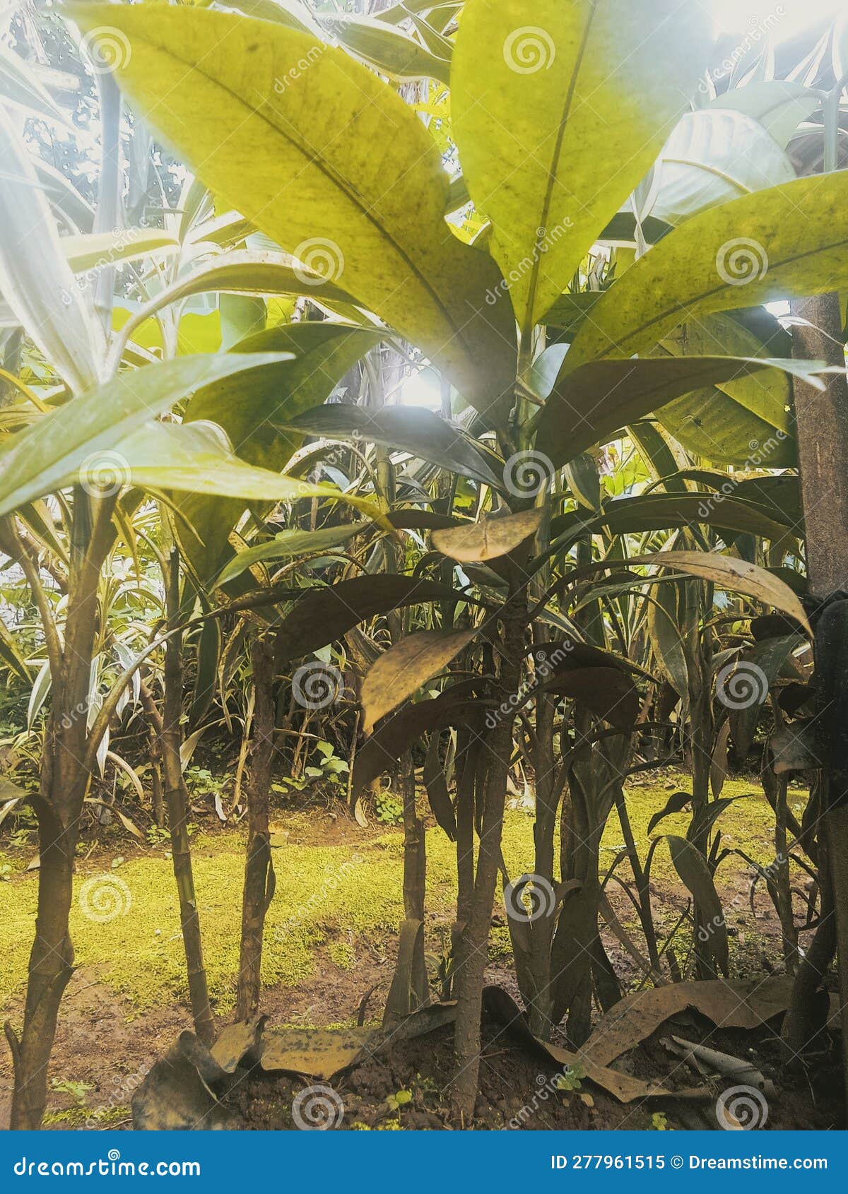 Small mangosteen tree stock image. Image of growth, tree 277961515