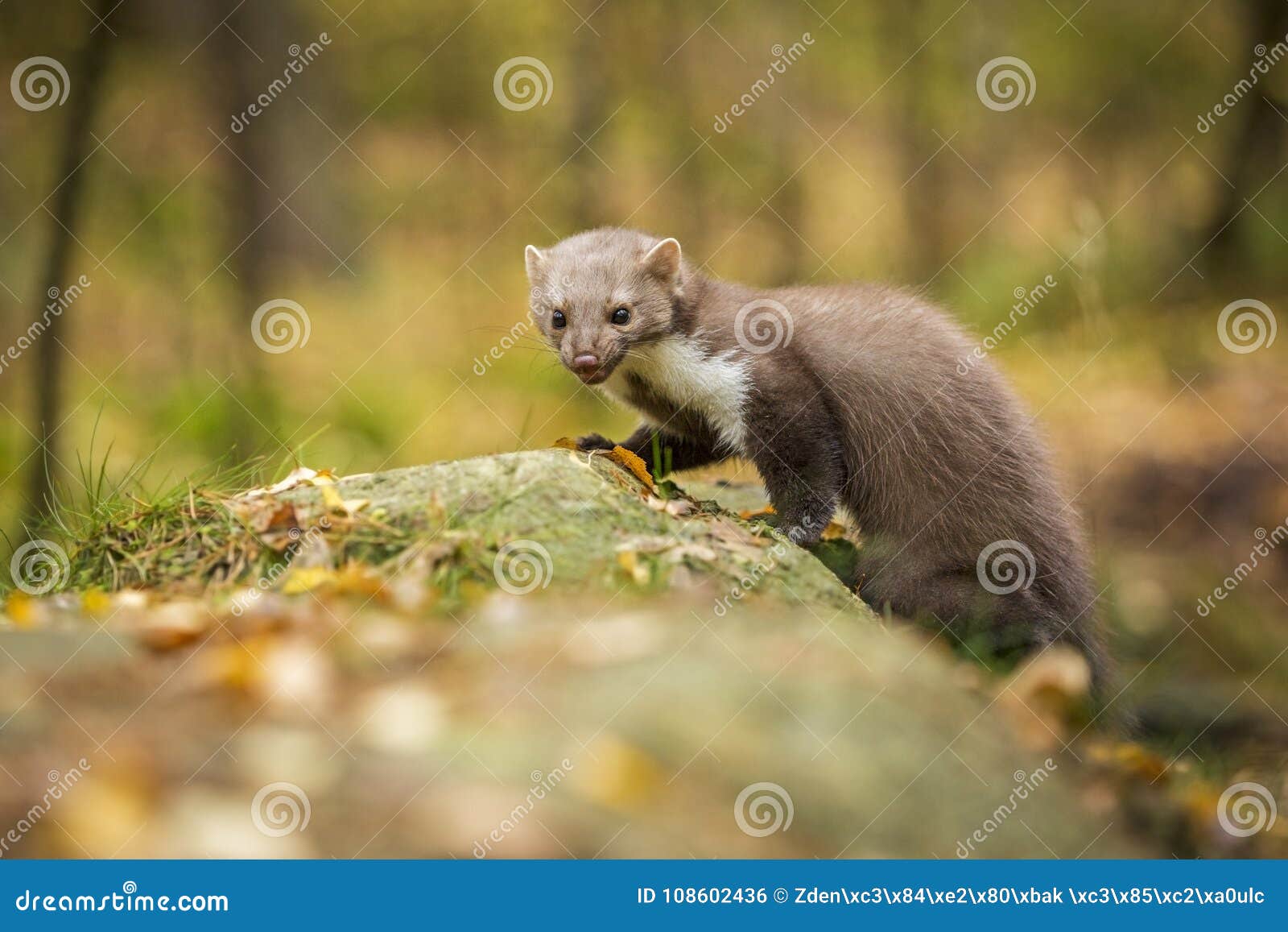 Marten nto forest. Small marten into forest on the rock