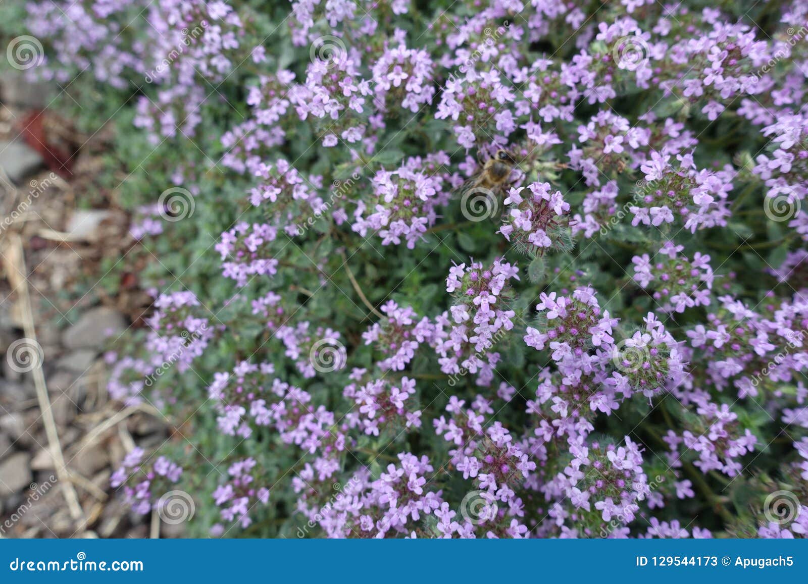 Woolly Thyme, Thymus lanuginosus