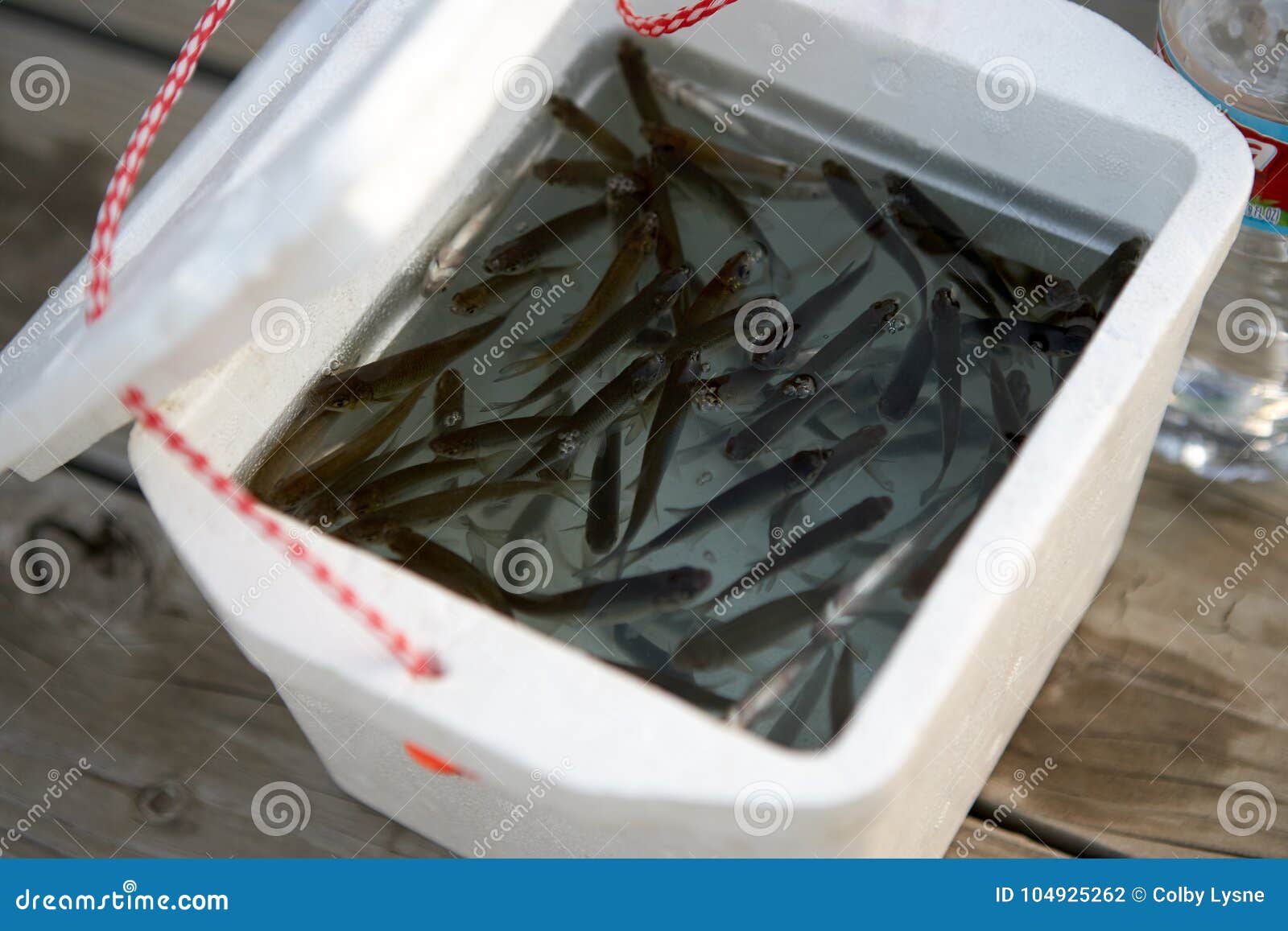 Live Bait Farm Wisconsin, Iowa, Illinois