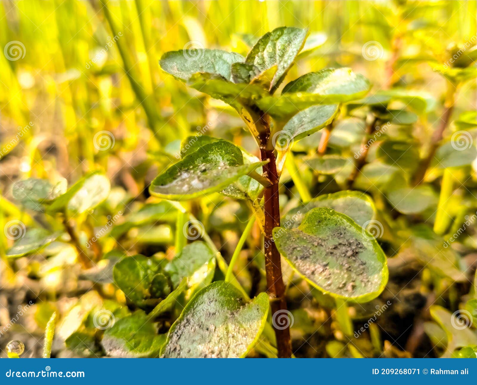 A Small Mint Plant with Dusty Leaves. Stock Image Image of branch