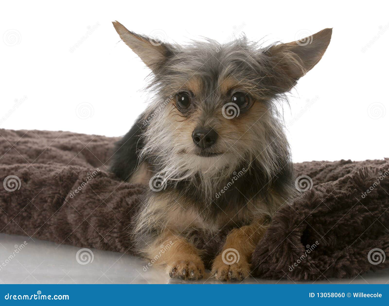 Small Mixed Breed Dog Stock Photo Image 13058060