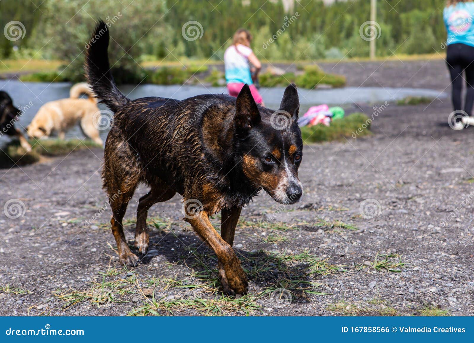 Small Mixed Breed Dog Dripping Water Stock Photo - Image of furry, pine