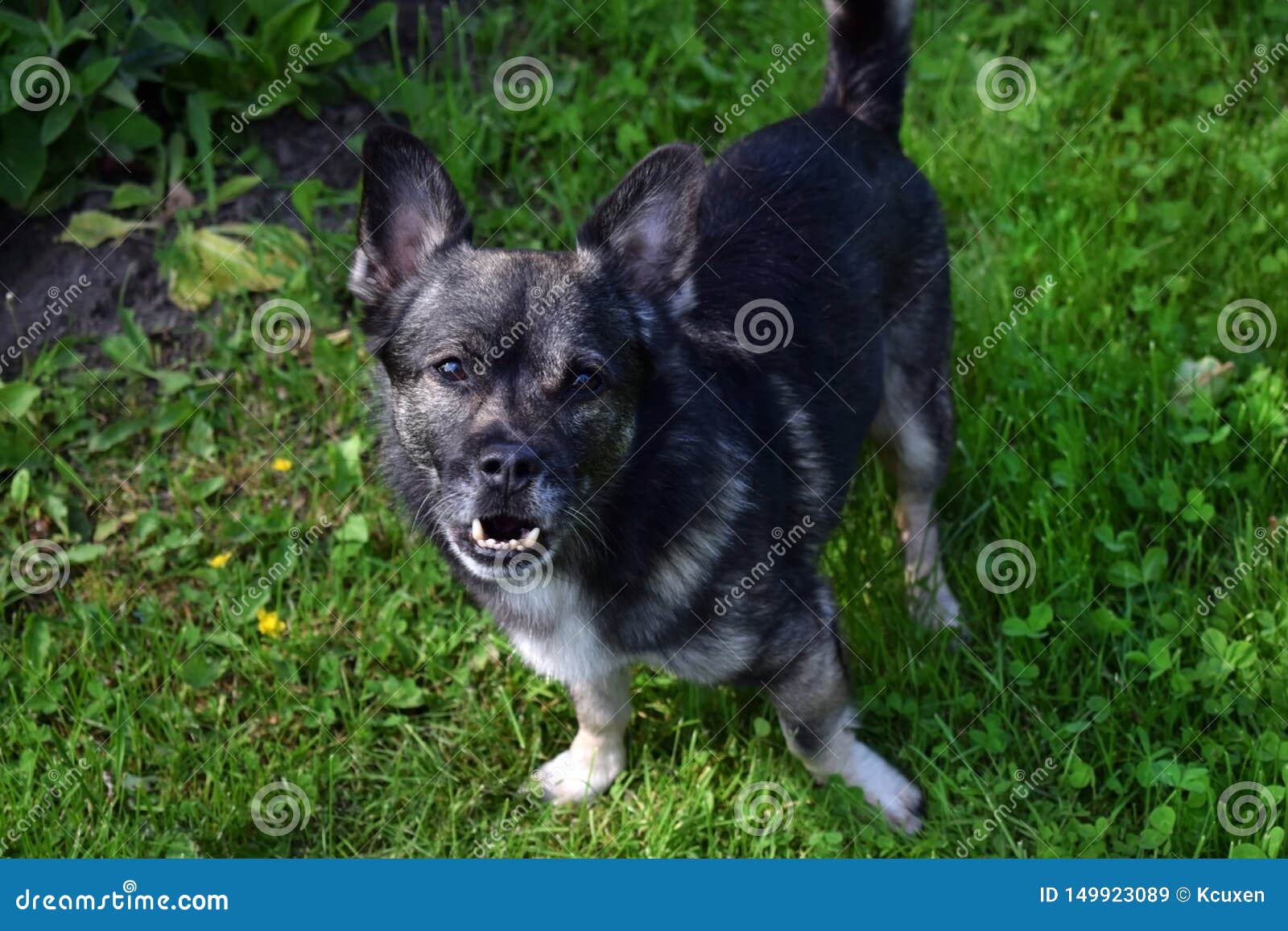 Small Mixed Breed Dog with an Underbite Stock Image Image of command, bite 149923089