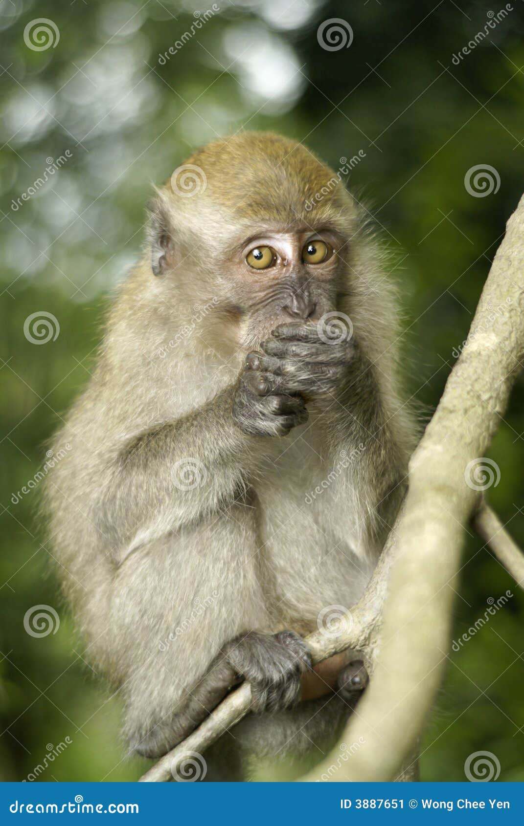 Small Monkey Covering Mouth Stock Image Image of pondering, bukit