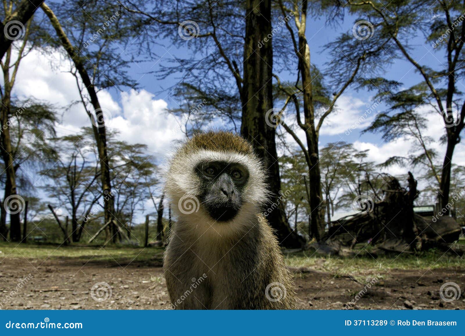 Small monkey looking in camera