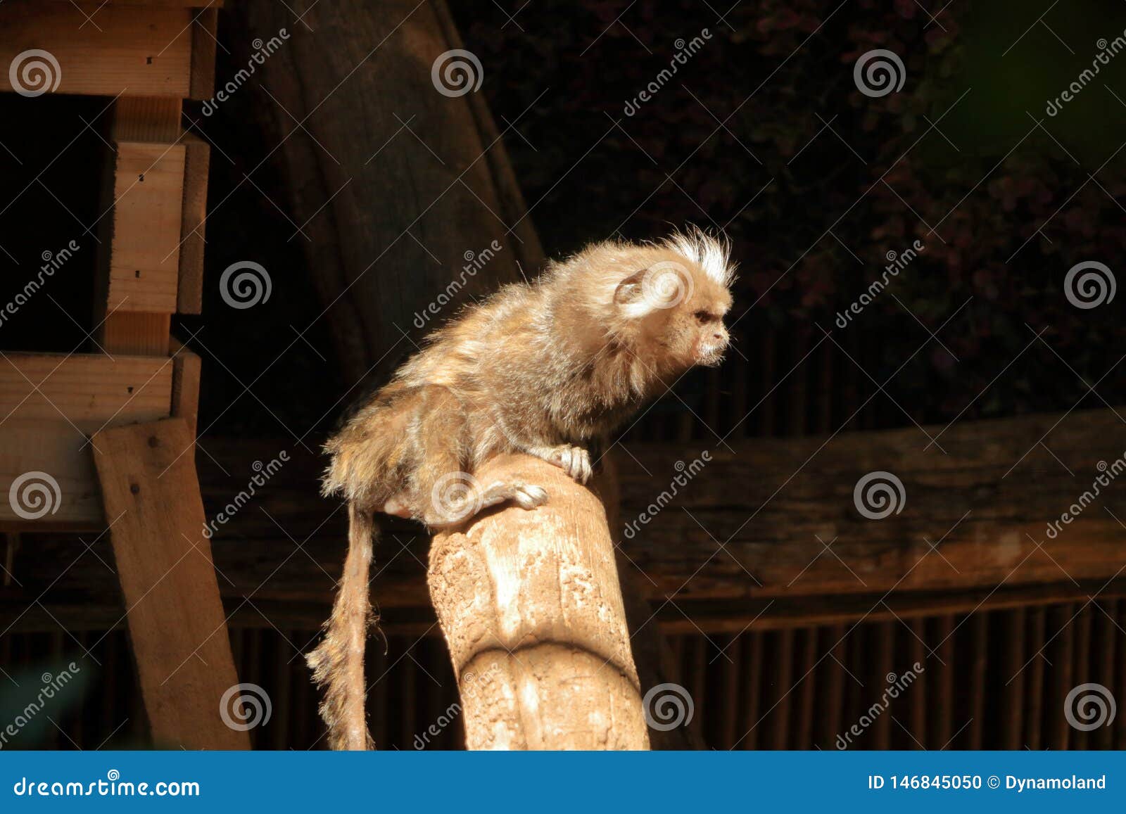 Small Monkey Popularly Known As White Tailed Sagittarius