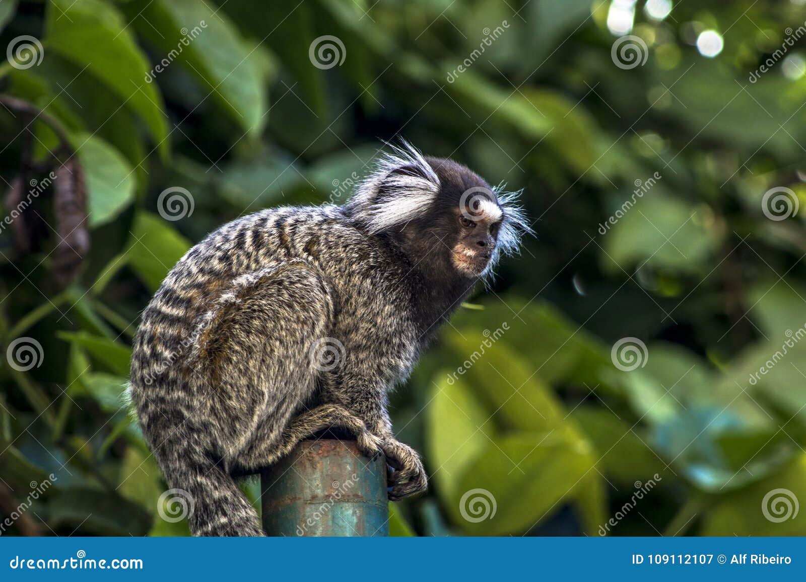 Sagui Monkey In The Wild Rio De Janeiro Brazil Stock Photo