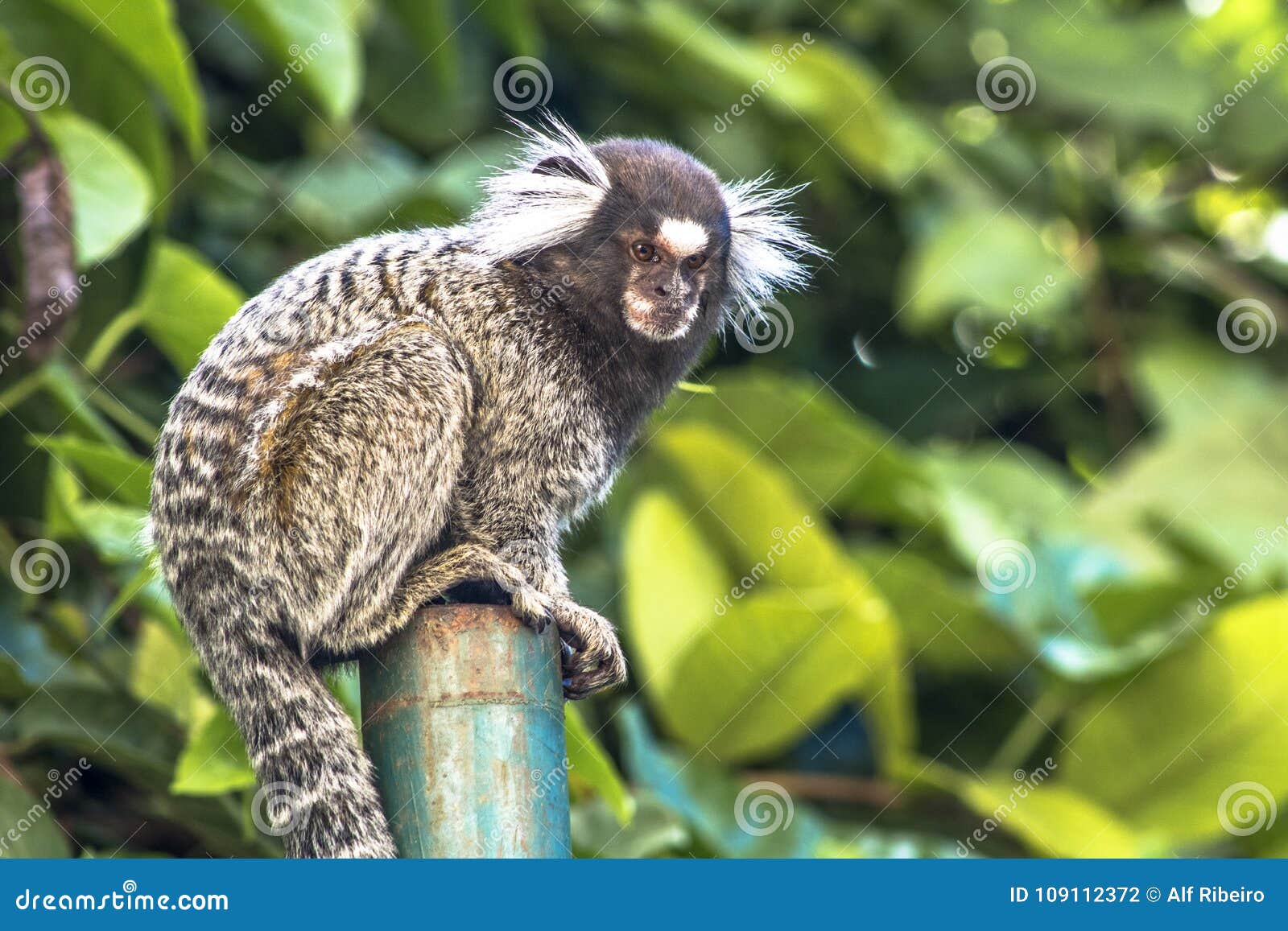 Callithrix Soinho Soin Sagui Monkey Macaco Stock Photo 1441915355